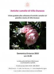 Antiche camelie di Villa Durazzo 8 marzo 2015.jpg